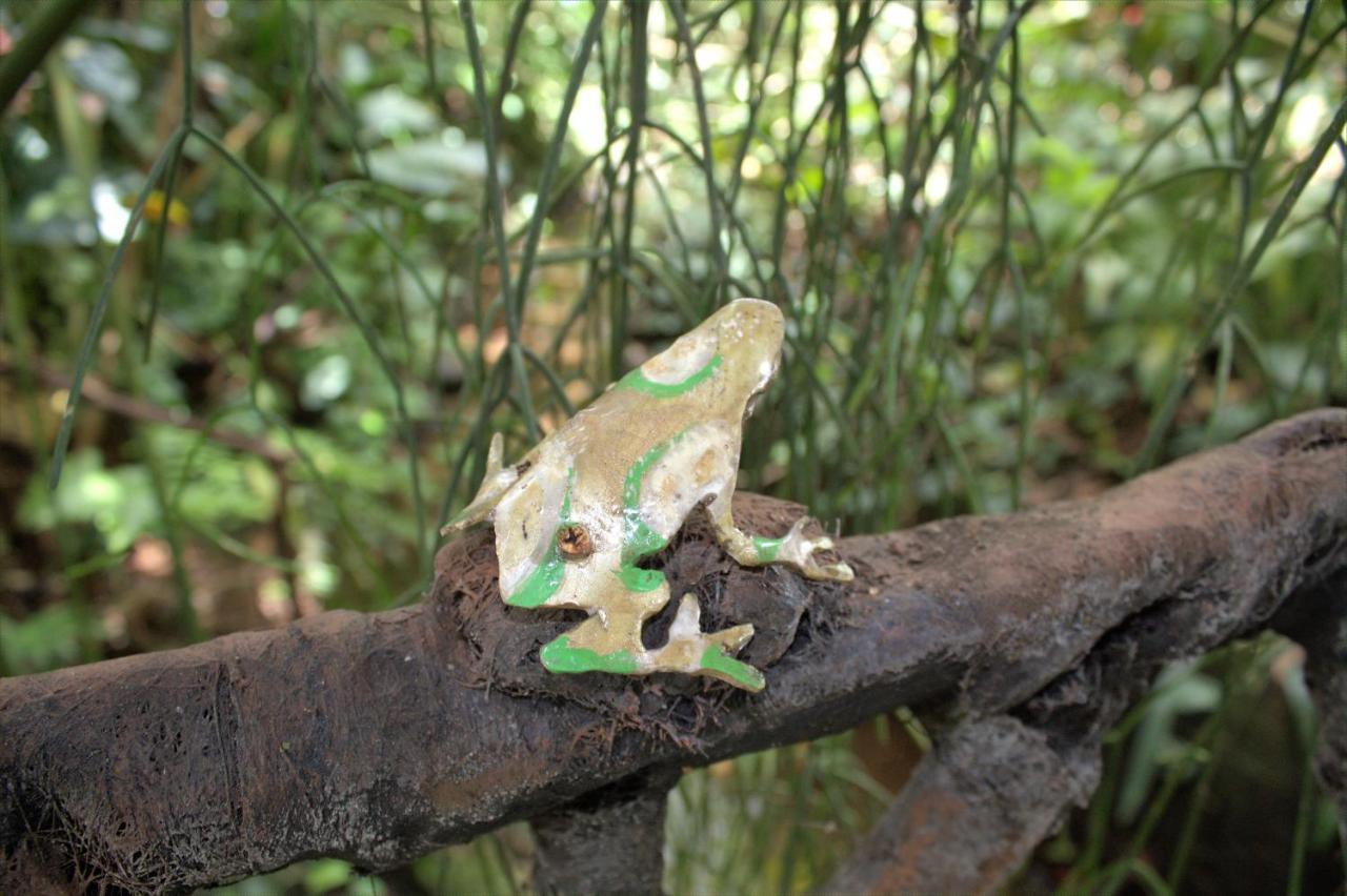 Salamandra Costa Rica Jimenez Dış mekan fotoğraf